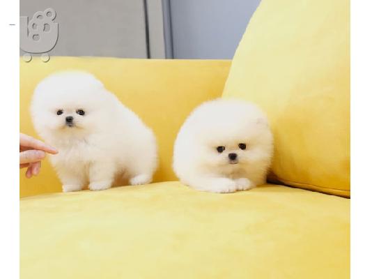 Γεια σας, εδώ έχουμε 2 πανέμορφα κουτάβια Pomeranian